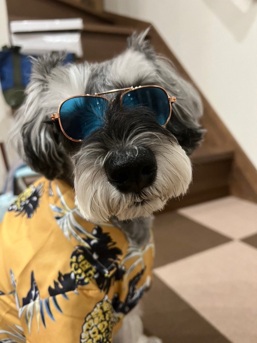 bnt_6262's tweet photo. パイナップル🍍アロハ🤙
#アロハ
#犬のサングラス
#ろいたん
#あろたんろいたん
#ミニチュアシュナウザー
#パイナップル https://t.co/DhqNRYL8O8
