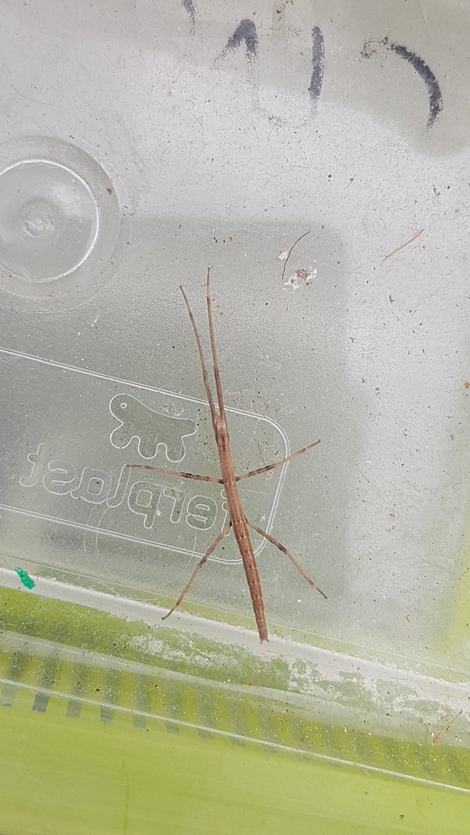 Finally the #walkingsticks neanids are becoming big enough to be sighted in the wild! #phdlife