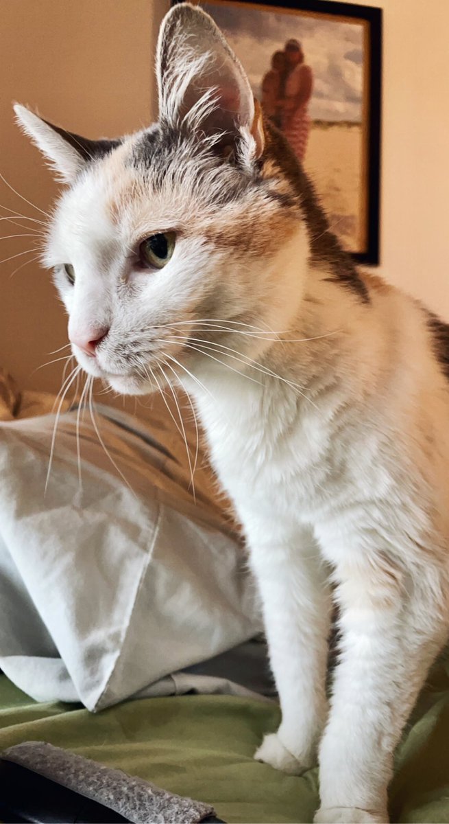 april_achey's tweet photo. Spending my Saturday finishing up final work before the semester ends &amp; my kitty is keeping me company.  She’s a Calico cat, what kind of cats do you have? #Caturday #CatsOfTwitter #kitty #cats #Calico #SaturdayMotivation #Saturday #SaturdayMood #SPM230 https://t.co/sjvD2o4YgJ