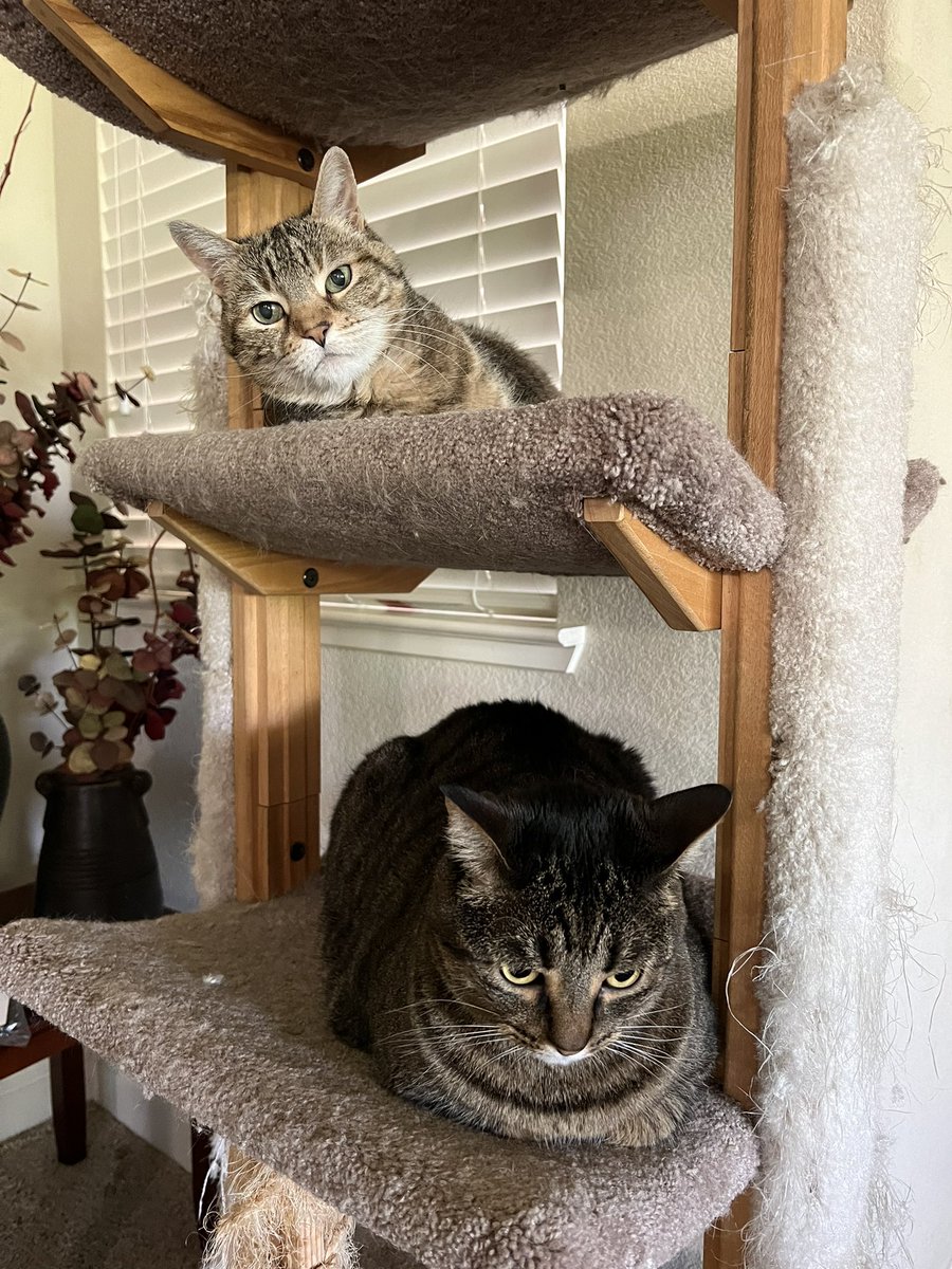 SFGiantsChica's tweet photo. Happy #Caturday from #RosieGold and #MistyMay https://t.co/RRL7hbV28p