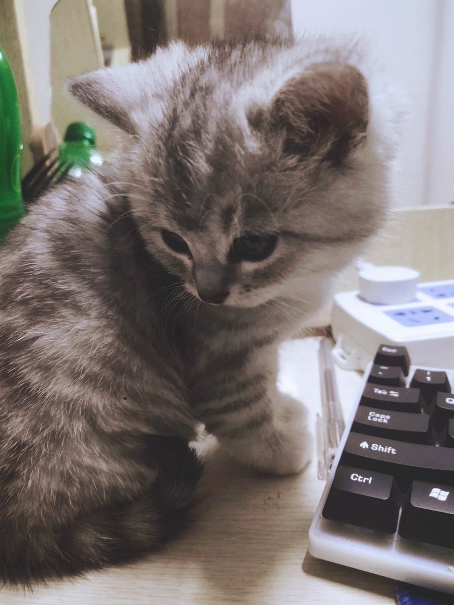 buaixiangcaide2's tweet photo. 每天的快乐！！！没有腹肌，我发小可爱！！有问题嘛没有问题！ https://t.co/5rVeAzhEGy