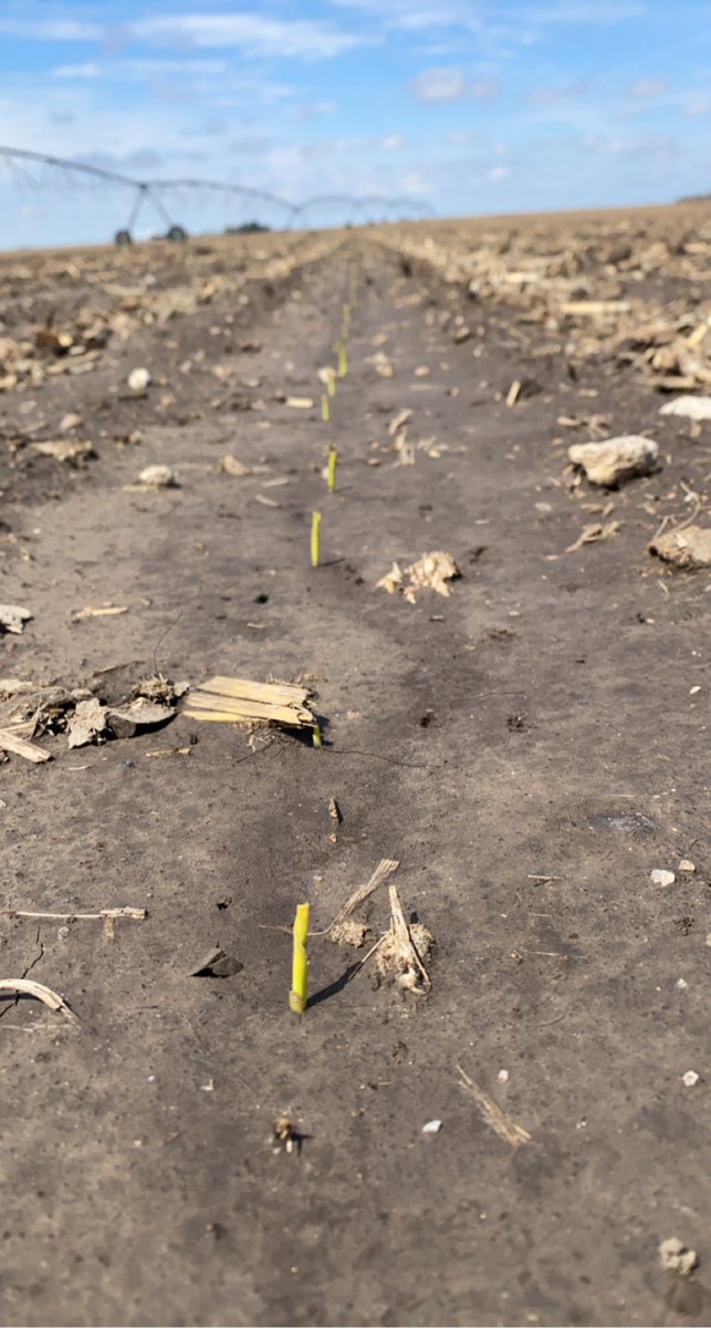 <a href="/PVseed/">Prairie Valley Seed</a> 110-H20SS off to the races, planted 4/20 <a href="/AuroraAgNetwork/">Aurora Cooperative</a>