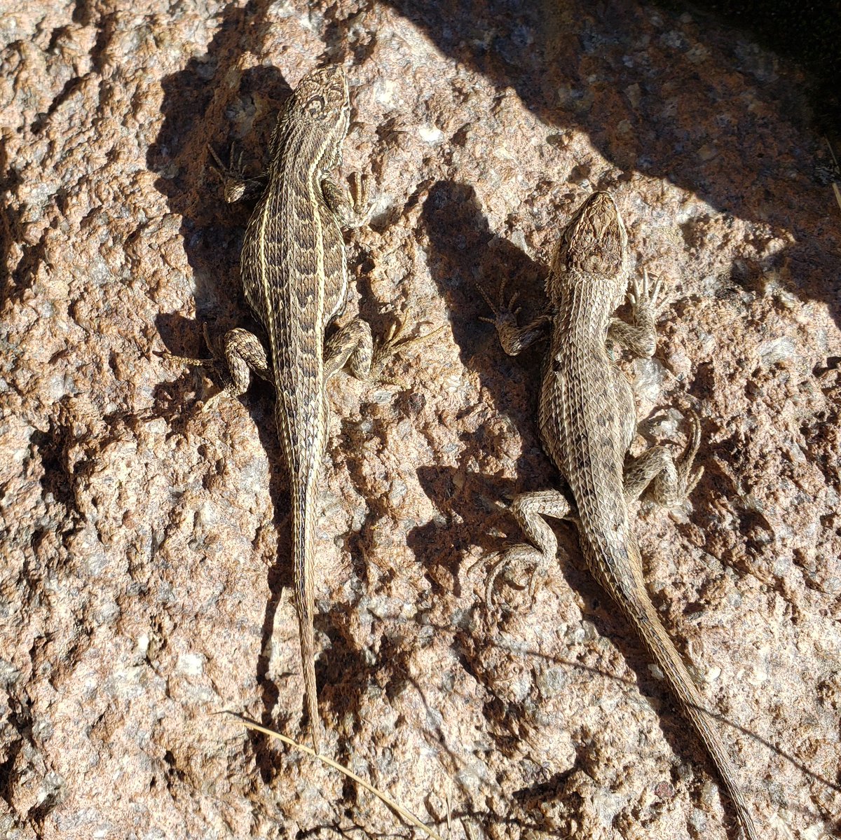 MauriHND01's tweet photo. Two pregnant females of Sceloporus bicanthalis at 4150 m a.s.l. #ReptileMicrobiome https://t.co/caRXh6McIz