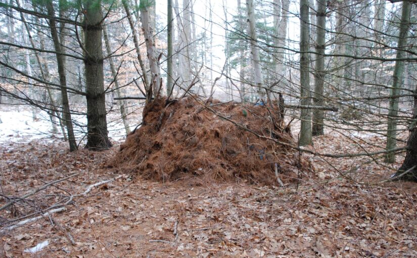 Have you seen these stick forts popping up in parks? 

We don't want to be a stick in the mud… but these structures are harmful to our natural habitats: bit.ly/3ze6f9m
