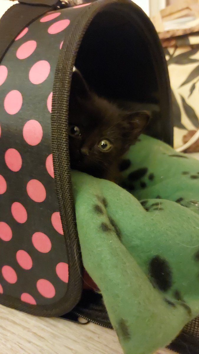 Nuevo miembro del staff.