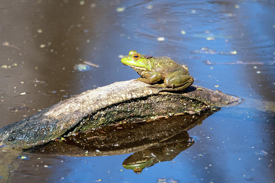 DebraMartz's tweet photo. Reflecting Green Frog on a Log by Debra Martz 
#wallart and #products Available HERE>>>https://t.co/XElS4EKGAK

#frogs #FrogOnALog #REFLECTION #GreenFrog #nature 
#BuyIntoArt #SpringForArt #ThisSpringBuyArt #GiftThemArt https://t.co/J5LT0HiIwq