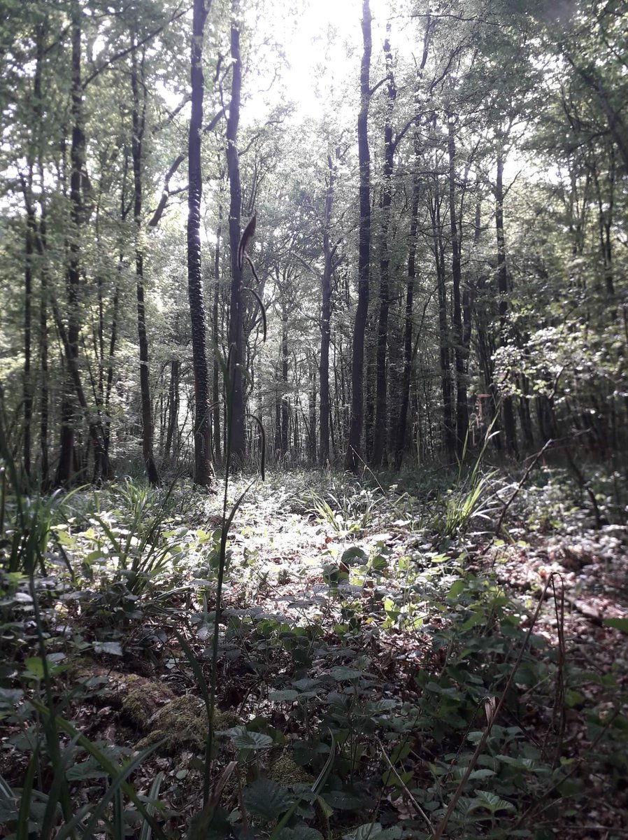 MoniotLaurent's tweet photo. 📡 FFF-221 ; thanks for the hunters
🔎 69 QSO on 40m SSB with my IC-7000 and my homemade dipôle on the middle of the forest, under big oaks and the feets in the swamp.
#hamradio #WWFF #aventure #autonomie #hautsdefrance #F8KGS #RadioAmateur #franceflorafauna https://t.co/3Q6uWXweQ0