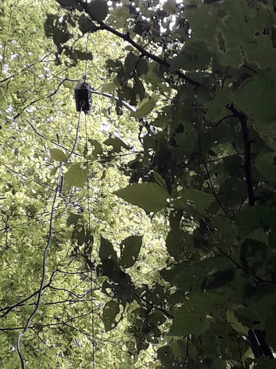 MoniotLaurent's tweet photo. 📡 FFF-221 ; thanks for the hunters
🔎 69 QSO on 40m SSB with my IC-7000 and my homemade dipôle on the middle of the forest, under big oaks and the feets in the swamp.
#hamradio #WWFF #aventure #autonomie #hautsdefrance #F8KGS #RadioAmateur #franceflorafauna https://t.co/3Q6uWXweQ0