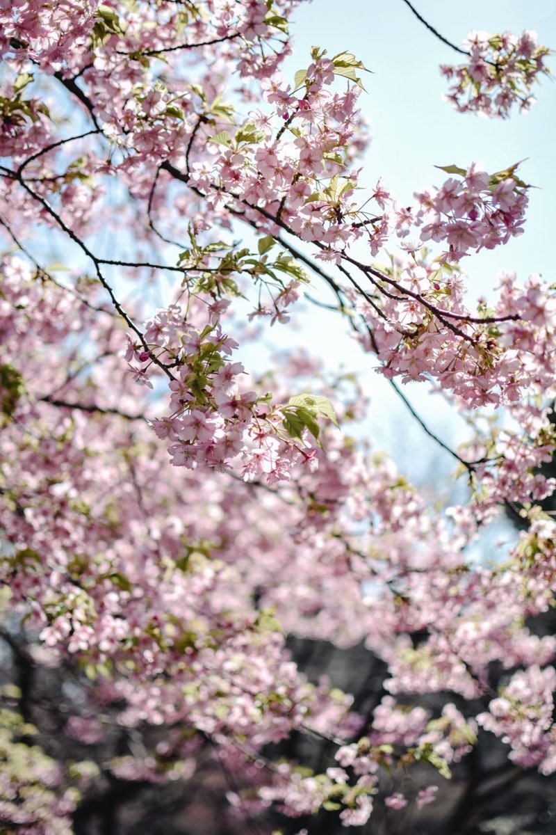 sipilacon's tweet photo. Suomalaisille tuotteille kiinnostusta Japanissa 🇯🇵 Teemme yhteistyötä japanilaisen jakelijan kanssa suomalaisten fmcg, korujen, sisustustuotteiden ja saunatuotteiden osalta. https://t.co/BfGuXPYP1H