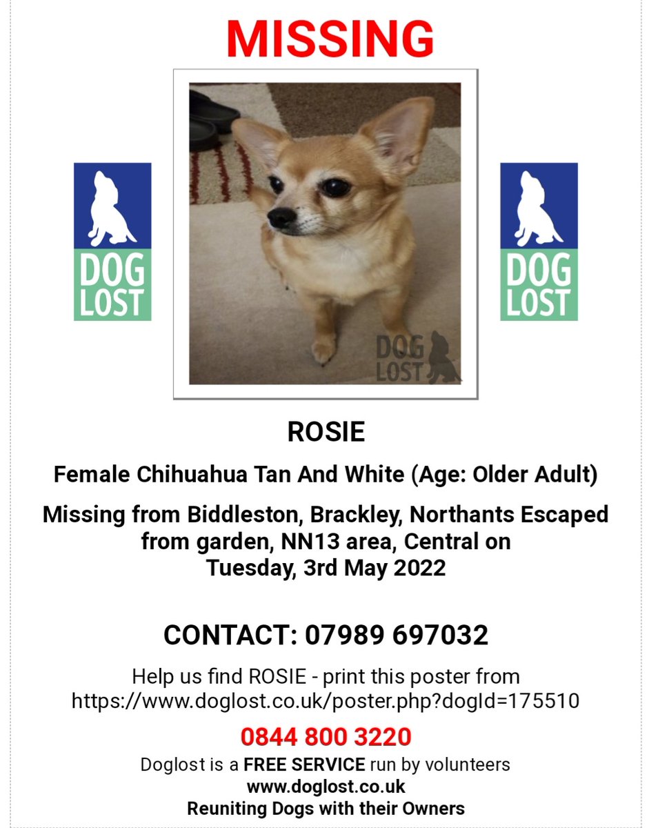 lisaphipps15's tweet photo. Lost: ROSIE Tan And White #Chihuahua Female In #Biddlesden nr #Brackley #NN13 https://t.co/6iTF1hizDX https://t.co/mc360v5QuG