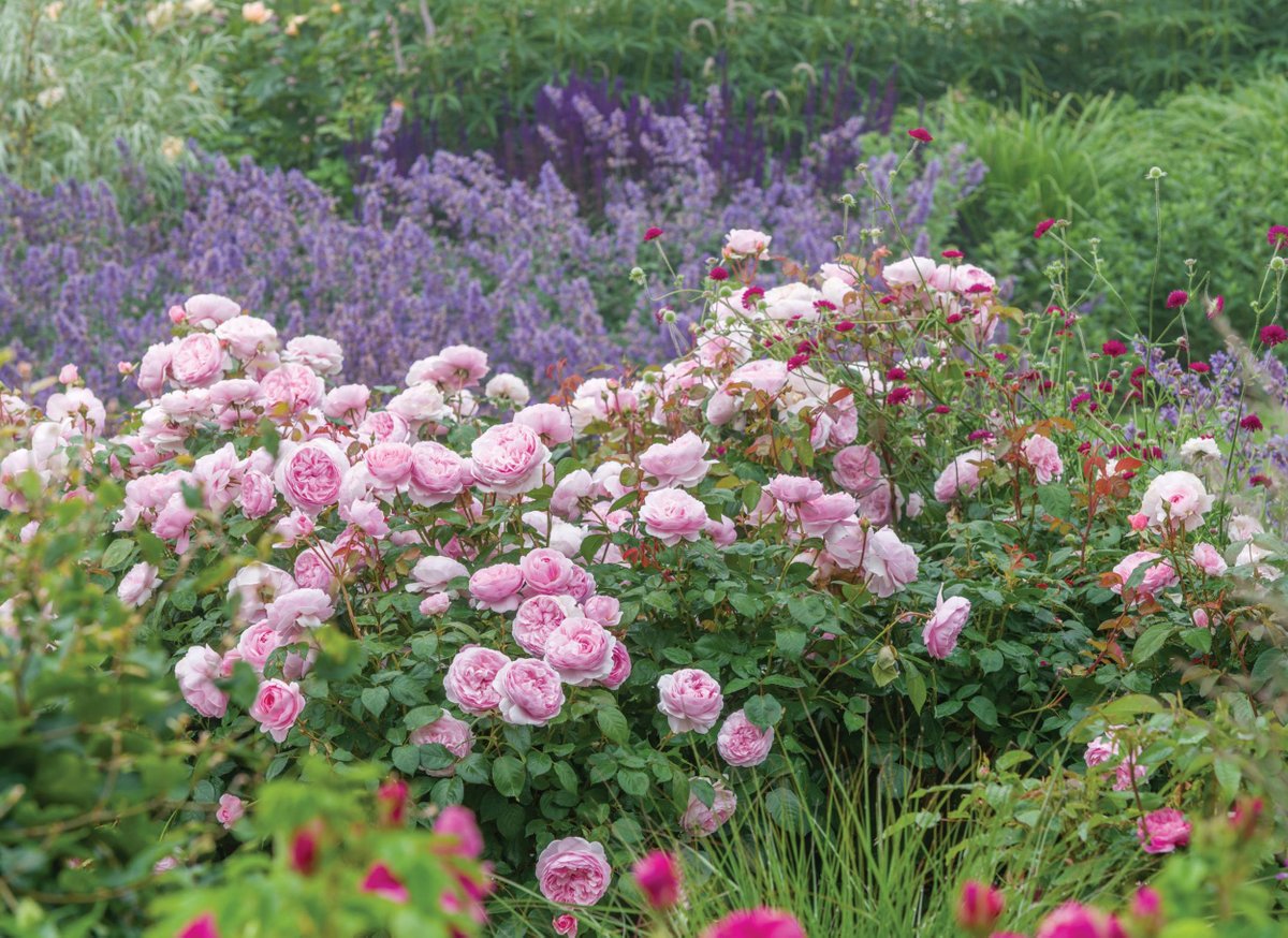 Roses -- Pruning, planting, and five breathtaking beauties to grow in your garden: Winnipeg Free Press Homes shar.es/af1zek
#Flowers #rose #roses #MothersDay2022 #gardeningtips #patiopots #fragrance #cutflowers