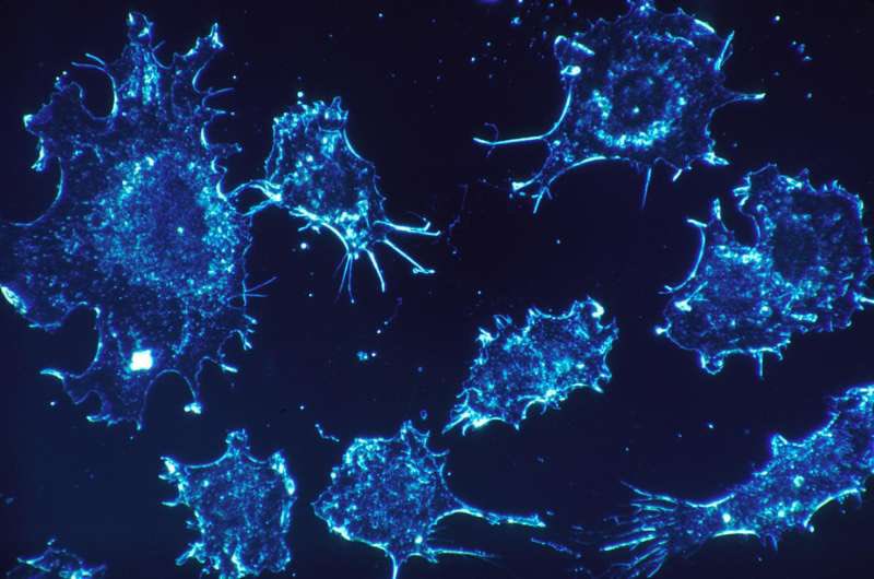 AntidoteDAO's tweet photo. Researchers at Children's Hospital of Philadelphia @CHOP have developed a new tool to help researchers interpret the clinical significance of somatic mutations in cancer 🎗💙

https://t.co/7s7Oht9Wcv

#cancer #research #Antidote #DAO #C4C #oncology #Cancervar https://t.co/J9ahJWNIwN