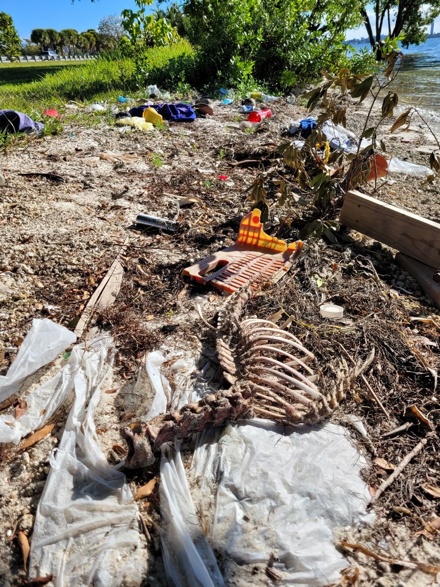 MiamiDadeRER's tweet photo. If you see a code violation or illegal dumping, the number to call in #OurCounty is the same: 311 #DoNotLitter #PutTrashInItsPlace #KeepOurCountyClean https://t.co/fqesIe6twQ