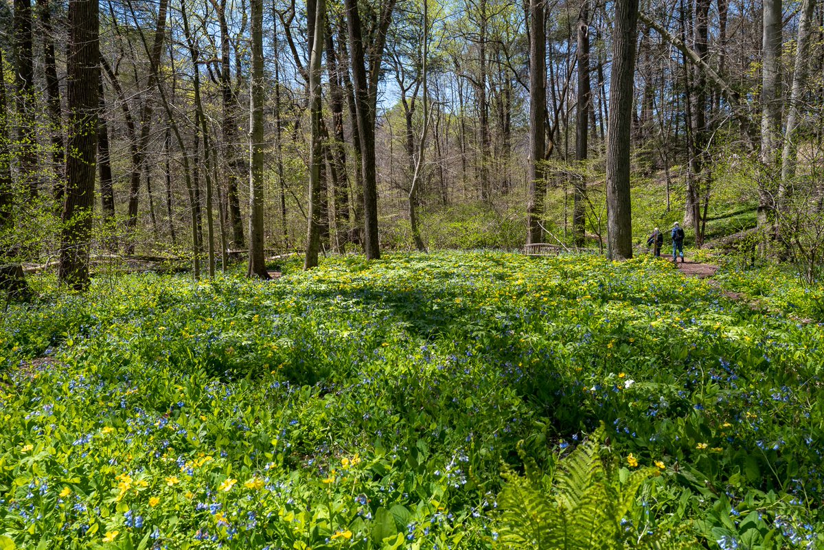 rchitectopteryx's tweet photo. A forest clearing filled with Woodpland Poppies, May Apples, and Virginia Bluebells at Bowman's Hill Wildflower Preserve. One of the most spectacular botanical scenes I have witnessed in the Northeastern US.  #njnativeplants #nativeplantsofnorthamerica https://t.co/h4Yyyegh7l