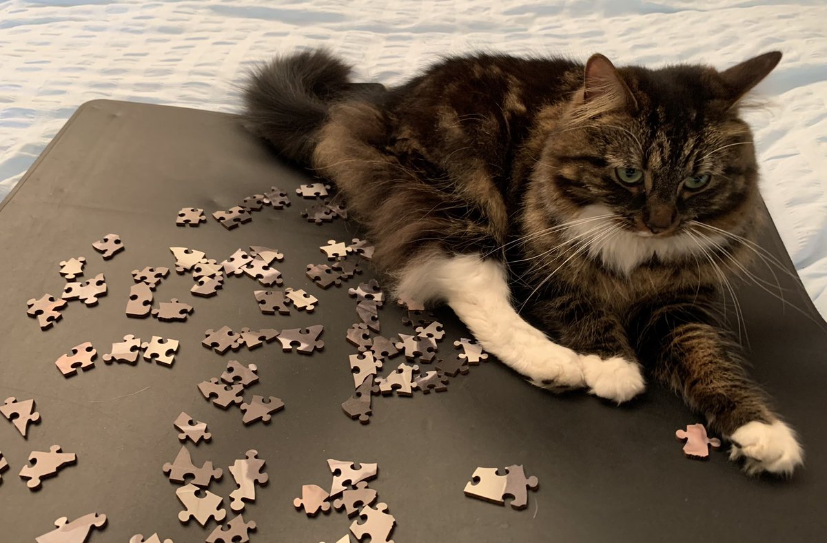 carabwilliams's tweet photo. Not at all helpful #Caturday #Puzzling #FamilyTime #DownTime #Weekends #Cats #MercerPets @lifeatmercer https://t.co/S48ofDk7Co