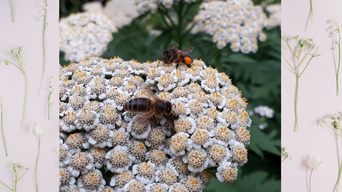 opwireland's tweet photo. Join Eddie Hill @rathfarnhamopw for a talk on forage for bees.
Talk takes place 12 May 2022 @ 2.30pm – 3.45pm.
Admission to this talk is free. Call 01 493 9462 or email rathfarnhamcastle@opw.ie for further information.
#biodiversity #thingstowdo #VisitForFree #heritageireland https://t.co/c9HGHdPKj4