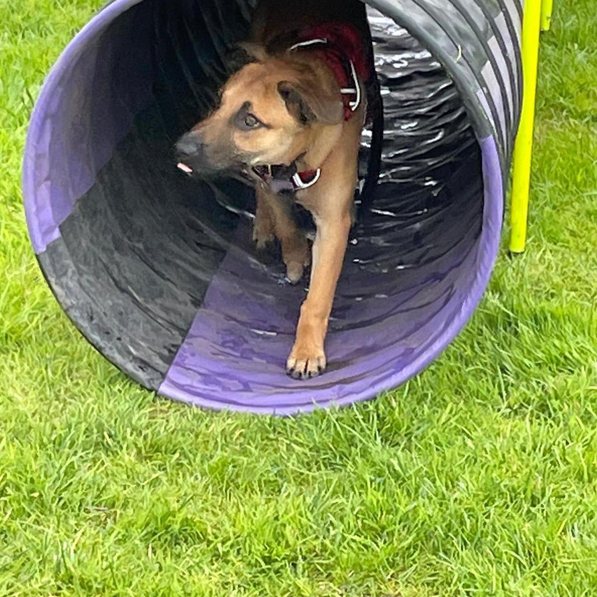 Baby of the agility class 🥰