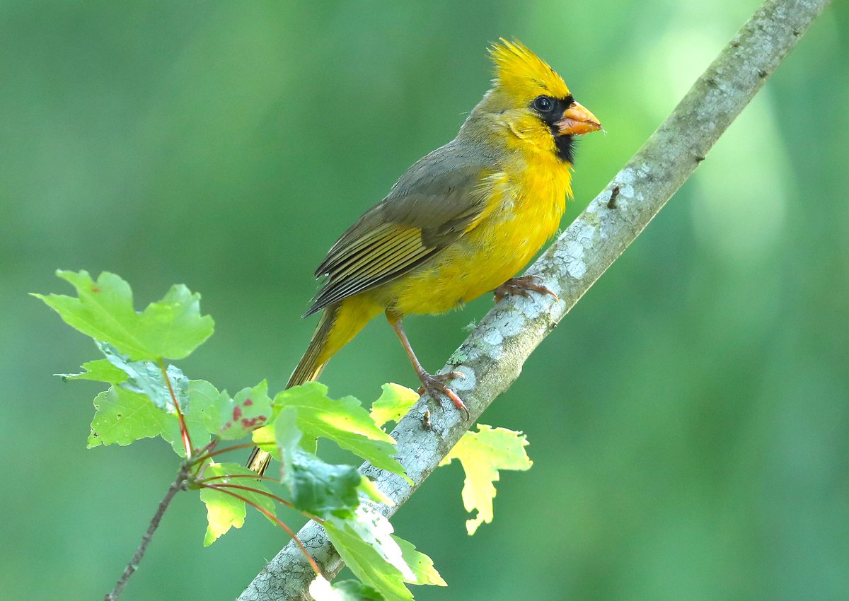 bbehindacamera's tweet photo. Update: I’ve been out @UF again and Tweets is still hanging around. I’ve heard he has a female he has been with, but on this day there was no sign of her. Just a #yellowcardinal looking for a meal. #birdwatching #BirdsPhotography #TwitterNaturePhotography https://t.co/q6diTRZldY