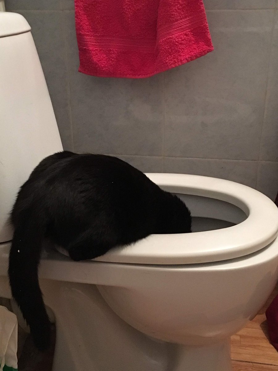 Ren4ic's tweet photo. @catunderhood Последнее https://t.co/psfCuK5GrG