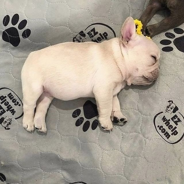 This is why they call me 'batpig'🐷🐷😂
#frenchie #frenchietwitter #dog