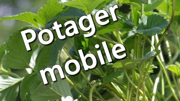 LevequeGeorges's tweet photo. Un #potager en pots sur la #terrasse ou le #balcon ! C'est à #voir sur : https://t.co/YPL3FvRmIJ #AgnèsPirlot a #récolté des #images #évocatives de #cultures de #légumes qu'on peut mener en #pots..... si l'on fournit une #BonneTerre et des #arrosages #fréquents et #réguliers ! https://t.co/yMfoXZUgdY