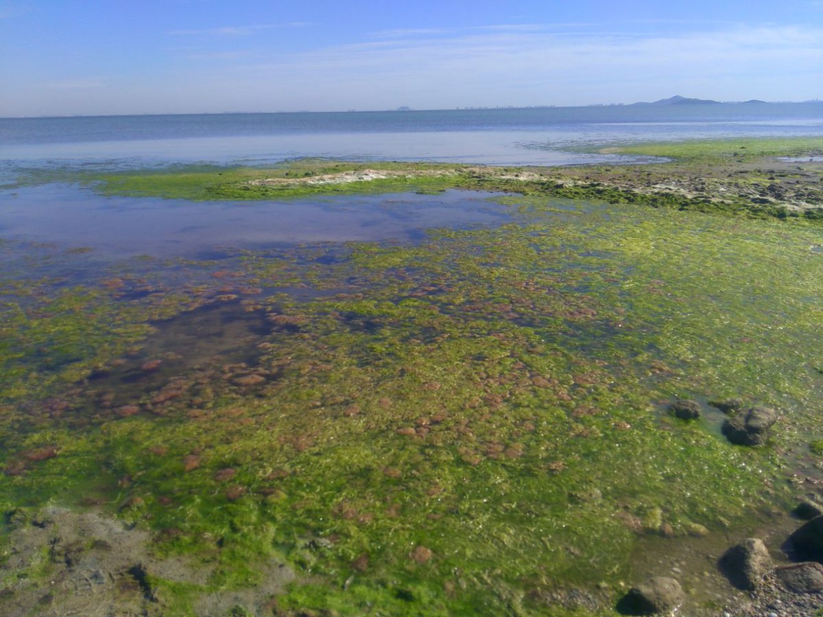EcoenAccionRM's tweet photo. Hoy sábado 7 de mayo a las 21:30 horas, se emite #InformSemanal en La1 de @rtve y el Canal 24 horas:
Tratará del temor ante un posible nuevo episodio de la llamada "sopa verde" en "La agonía del Mar Menor".

#SOSMarMenor https://t.co/7fzCwqEr52