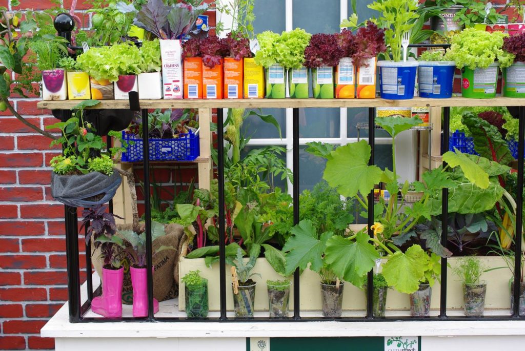 LevequeGeorges's tweet photo. Un #potager en pots sur la #terrasse ou le #balcon ! C'est à #voir sur : https://t.co/YPL3FvRmIJ #AgnèsPirlot a #récolté des #images #évocatives de #cultures de #légumes qu'on peut mener en #pots..... si l'on fournit une #BonneTerre et des #arrosages #fréquents et #réguliers ! https://t.co/yMfoXZUgdY