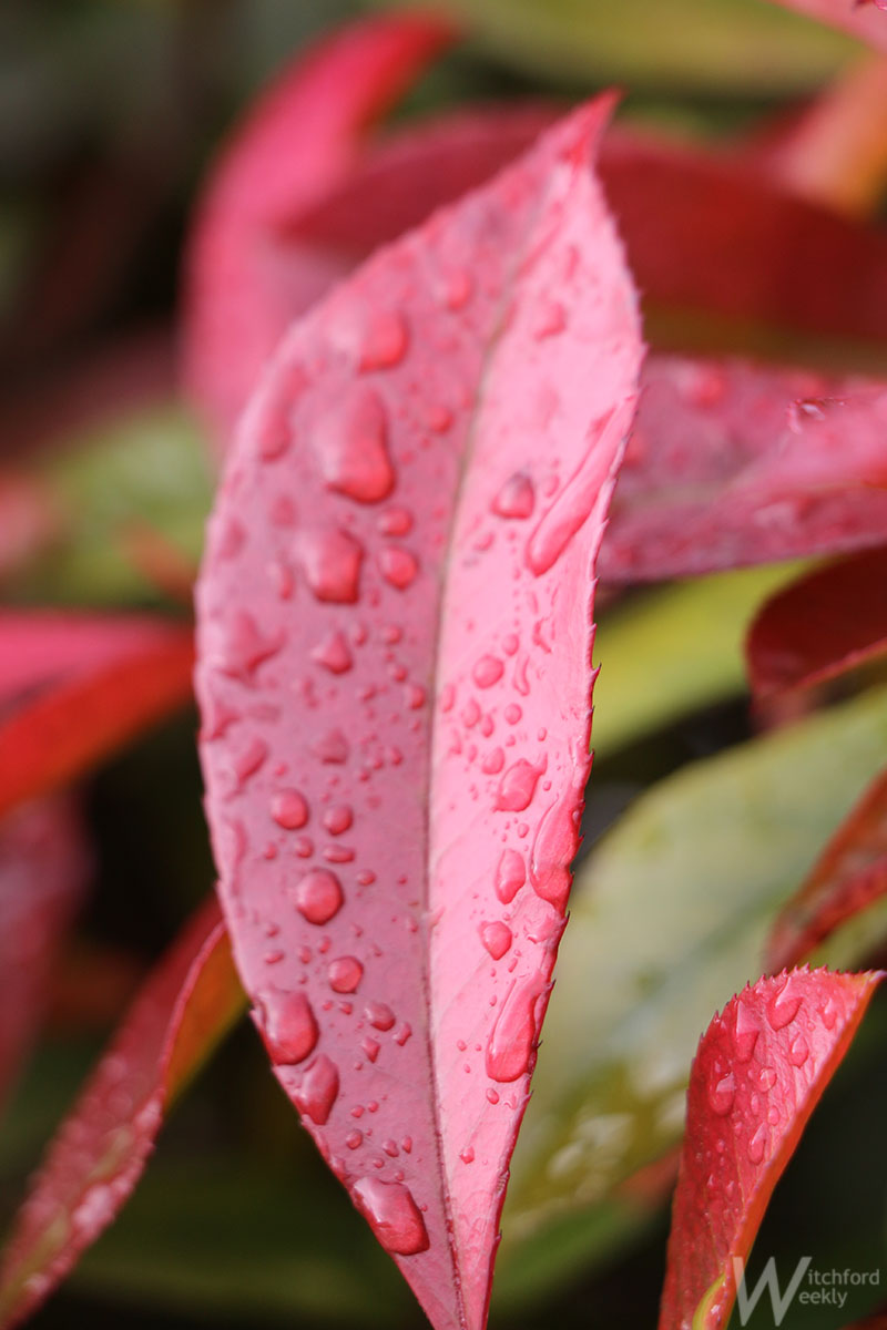 WitchfordWeekly's tweet photo. #49 Witchford after a shower #WeeklyPhoto #WitchfordWeekly https://t.co/fCOQn14nkW