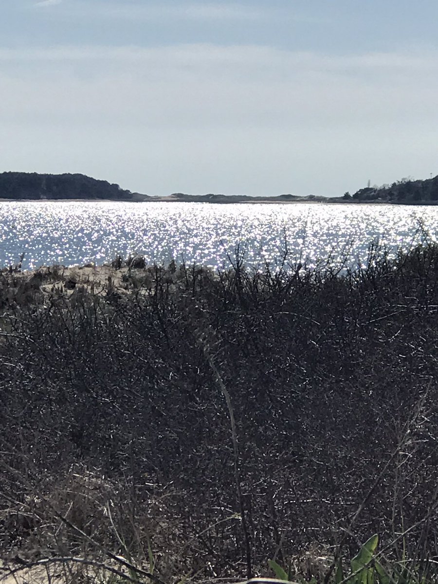 marthasheasmith's tweet photo. Good Morning! #wellfleet #capecodphotography #artistsontwitter #plasticsurgery #annawagnerott https://t.co/J3ZvQ0GDRW