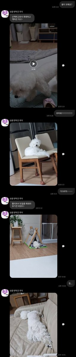 arabian9127's tweet photo. 심심한 강아지 https://t.co/yNwhcvbKqI