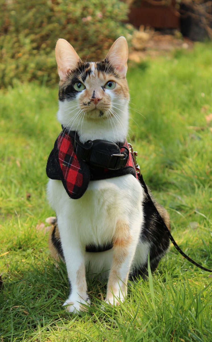 razanhadid's tweet photo. @nasubijutsu @MalvernShows @TheMontyDon Thanks! Really beautiful day for the show today. Also, hello from my cat, Lyra https://t.co/xc5vPDfE8A
