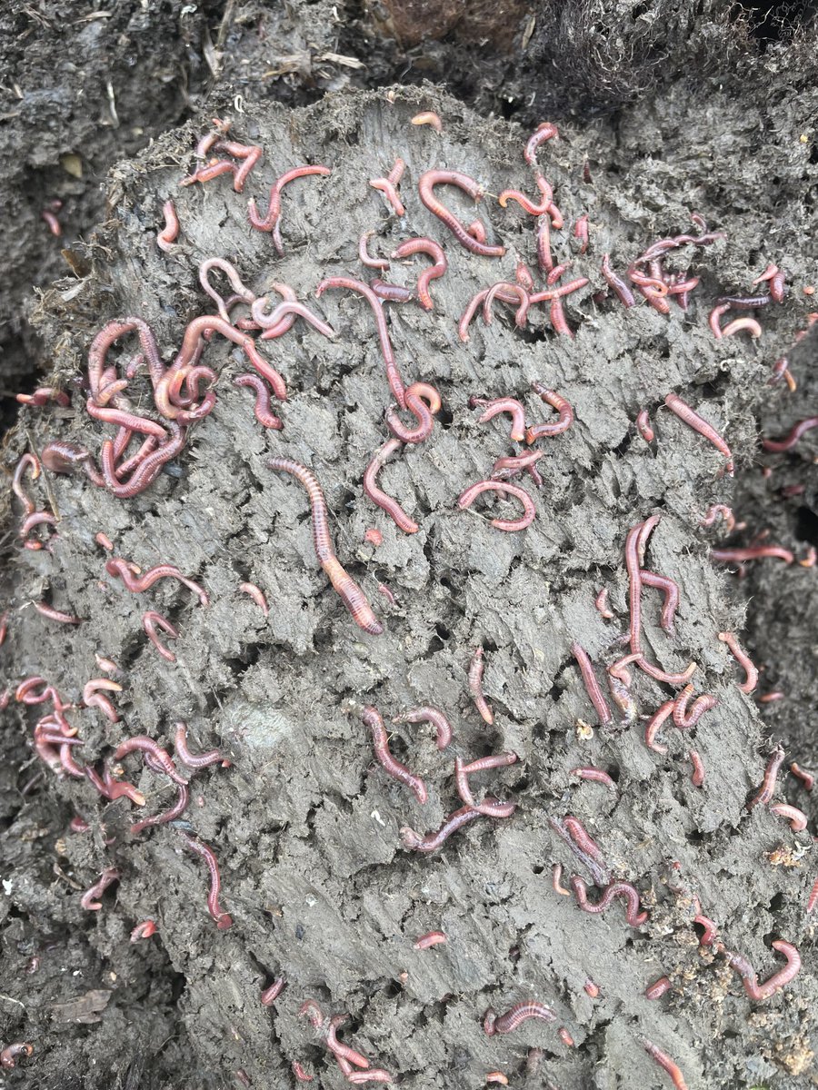 dads_farm's tweet photo. The worm farm have been busy. https://t.co/ObvppjhTJf