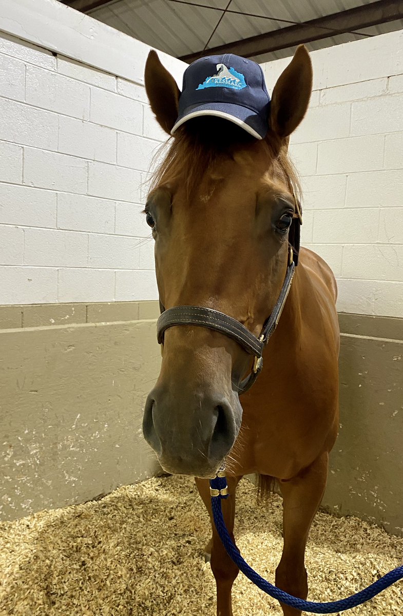 KESMARC_Equine's tweet photo. Got your Derby hat on? Wishing everyone a safe and fun day today. Happy Derby Day!
#equinerehab #indoorexercise #dressage #barrelracing #racehorse #harnessracing #horsespa #KYDerby #derbyhat #runfortheroses #derbyday https://t.co/vyw9kq79Jf