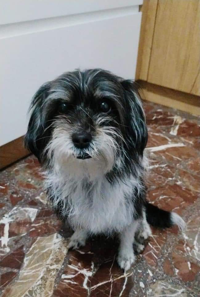 Luna ,11 años
Sociable con perros y gatos .Busca un hogar donde pueda estar tranquilita,a ser posible sin niños o con niños en edad  conscientes de que es una perrita muy chica,de 5 kg
Necesita pienso hepático y un protector hepático  

Tlf:629720076 WhatsApp
ADOPCIÓN EN MÁLAGA