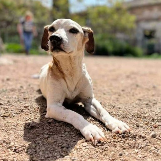 SE ENCUENTRA EN EL REFUGIO
Apto con perros/ gatetes e humanos
TIENE 11 AÑOS.
PESA 7K
Busca el cariño de un hogar
Esta esterilizado,  y con su protocolo veterinario

Tlf  / whastpp 642 524 214
criptananimal@gmail.com
Esta en Ciudad Real   .