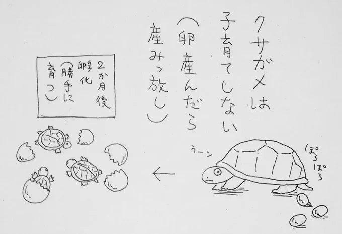 かめまんが(再掲)🐢

#母の日 #クサガメ #かめ太 