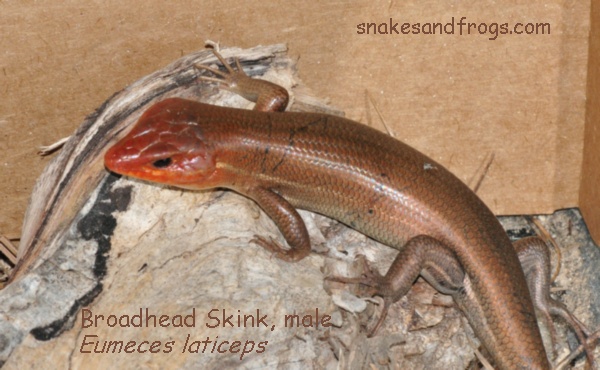 Oakland Primary School tweet media