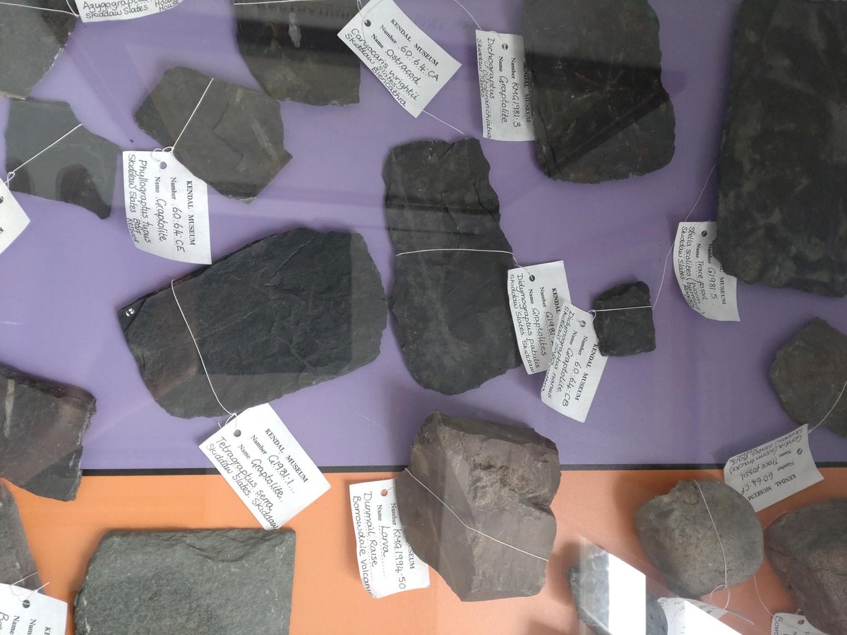 KendalMuseum's tweet photo. Our last objects of the week post to celebrate Geo Week features Mollusc and Graptolite. Can you guess  which one means "writing in the rocks" in Greek?✏️ 
#geoweek2022 #cumbrianGeoWeek #mollusc #graptolite #objectoftheweek #KendalMuseum
 
https://t.co/rCvlEWuBlg https://t.co/Osmvqsunsv