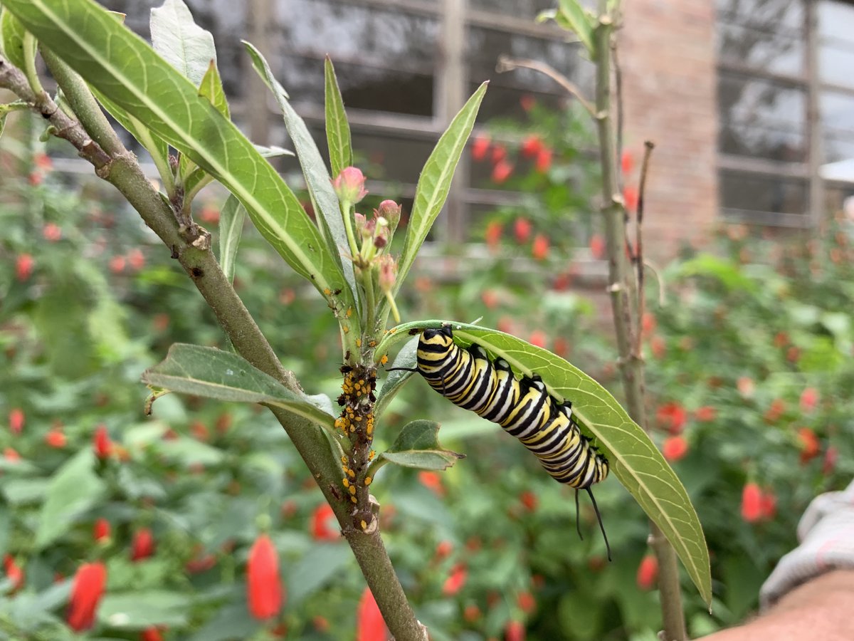 LSUAgCenter's tweet photo. Monarch caterpillars feed only on milkweed plants (Asclepias).  Please, do not treat the aphids on the plant with insecticides, as this could become an issue for the caterpillars. @MargaretOrr https://t.co/Su71YNjU68