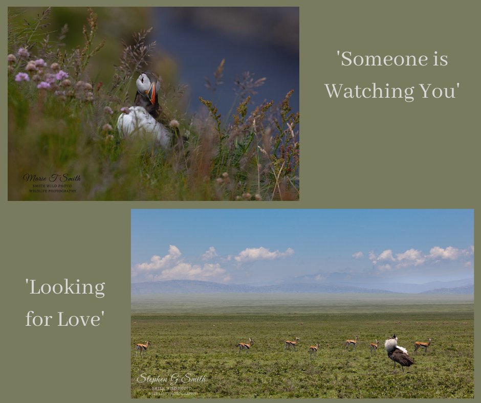 Marie_T_Smith's tweet photo. Mr S and I have an image in @PangolinPhoto comp. People's choice open now. To vote puffin https://t.co/drYy1P8fbt or Kori Bustard https://t.co/aqtnJ1mbnY. Remember to validate your e-mail for your vote to count. Thanks a gazillion! #photography #peopleschoice https://t.co/2uqc6G03X6
