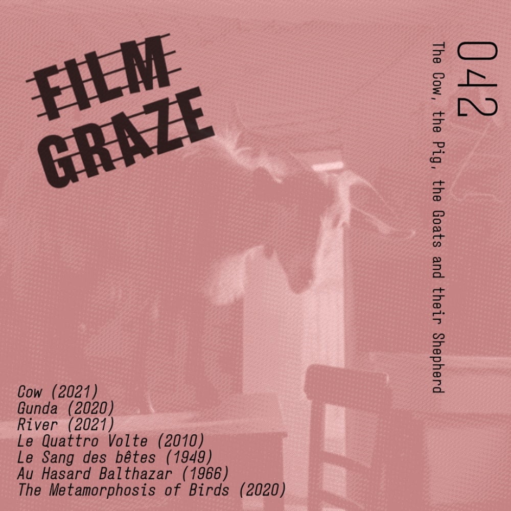FilmGraze's tweet photo. Our latest episode is out now on your pod app of choice! 

This time around we graze on some observational filmmaking trends in New Animal Cinema and keep up the recent theme of movie metempsychosis via the sublime films of Michaelangelo Frammartino https://t.co/Ctz3LNu56Q