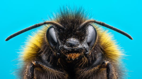 Stuffy Bit Bumblebee tweet media