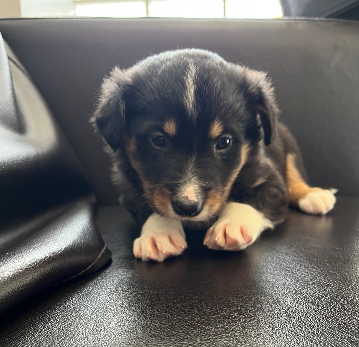 GardaTraffic's tweet photo. This puppy was located in St Stephen's Green earlier today and handed into Store Street Garda Station. 

The puppy is roughly 6-10 weeks old, possibly a border collie. 

If anyone has information on ownership, please contact Store Street Garda Station on 01 6668000. https://t.co/rj2UrhobXH