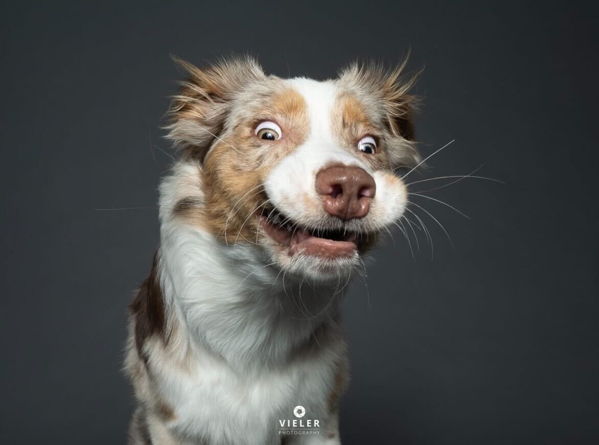 Goodable's tweet photo. In Germany, this photographer takes pictures of dogs right as they're catching treats.

This is how they turn out.

🐶❤️ https://t.co/upCD1IiBBr
