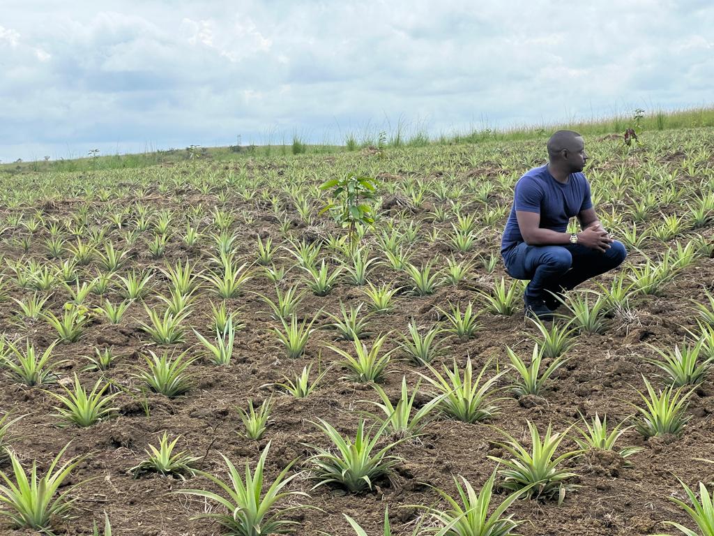 PierrotTibasima's tweet photo. #FeedingAfricaProgram le projet🍍🍍🍍 #FeedingCongo à #Tumbamission se porte très bien. Merci à  @KenDiango, l'équipe #FC et @agriboostconsu1 @beekuvuna @CybelleKamba @tisyamukuna  @minagri_rdc @AimKazika @SORAZIZ @MichelMuvudi @FAORDCongo @WFP @FoodSystems 
N kundadiazayi https://t.co/Ooyaw8GH0V