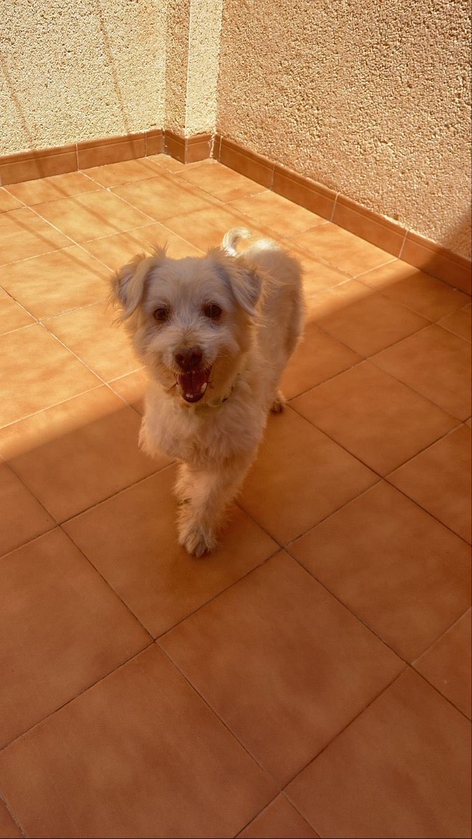 juanjolorca75's tweet photo. Perrito encontrado en zona de El Bohio-Los Dolores-SAN Cristóbal 
Dos veces he tenido q saltar a la carretera para q no lo atropellen,se nota q esta cuidado y q se ha perdido
Muy dócil.Asustado.
Porta collar verde.
Máxima difusión por favor
Tlf-626694425
Gracias https://t.co/iLO1x745HI