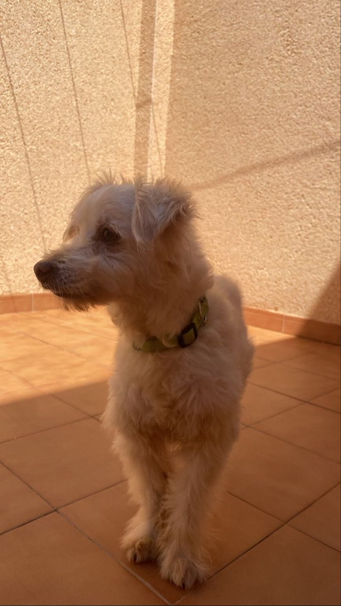 juanjolorca75's tweet photo. Perrito encontrado en zona de El Bohio-Los Dolores-SAN Cristóbal 
Dos veces he tenido q saltar a la carretera para q no lo atropellen,se nota q esta cuidado y q se ha perdido
Muy dócil.Asustado.
Porta collar verde.
Máxima difusión por favor
Tlf-626694425
Gracias https://t.co/iLO1x745HI