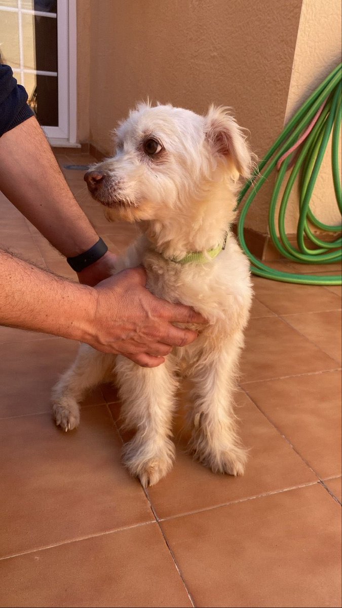 juanjolorca75's tweet photo. Perrito encontrado en zona de El Bohio-Los Dolores-SAN Cristóbal 
Dos veces he tenido q saltar a la carretera para q no lo atropellen,se nota q esta cuidado y q se ha perdido
Muy dócil.Asustado.
Porta collar verde.
Máxima difusión por favor
Tlf-626694425
Gracias https://t.co/iLO1x745HI