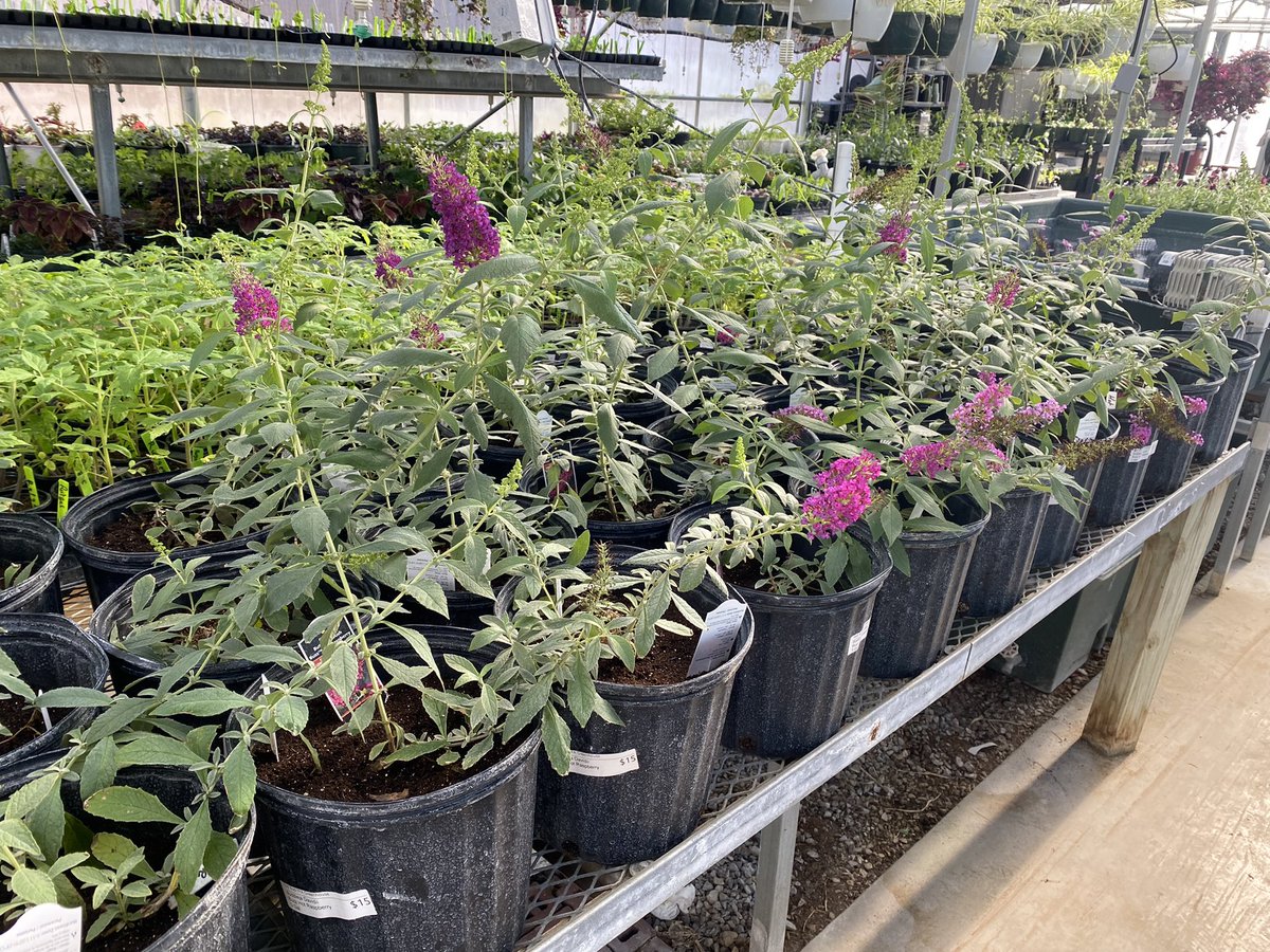 <a href="/redbudffa/">Red Bud FFA</a> will have the Greenhouse Plant Sales going until 1 today! Come out and support the Red Bud FFA and get mom a Mother’s Day gift! #RedBud132 #FFA #PlantSales