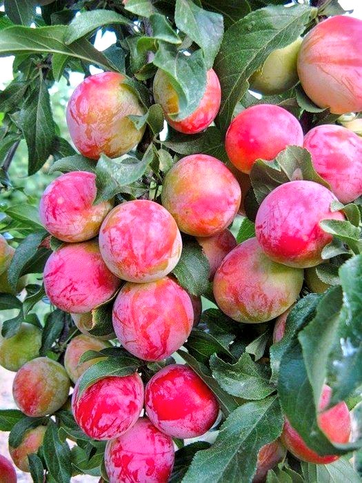 ट्विटर पर उपस्थित किसी को पता है ये फल
कौन सा है❓